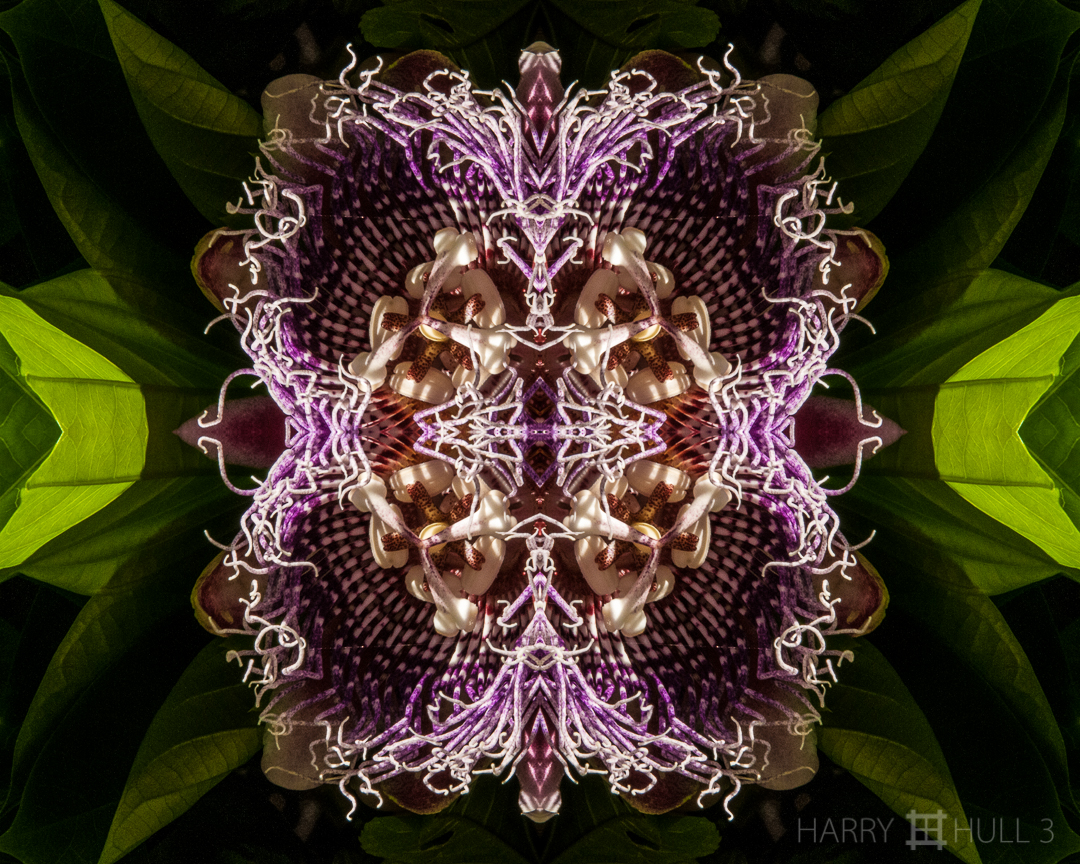 Passion flower. Photo of passiflora alata, Wilson Botanical Garden, San Vito, Costa Rica.