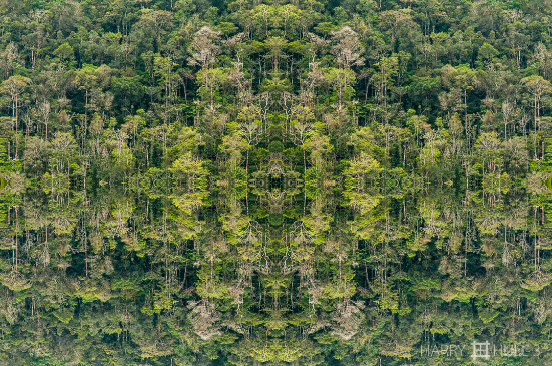 Forest for the trees... Photo of pre-montane forest near la Amistad Biosphere Reserve, Las Alturas, Costa Rica.