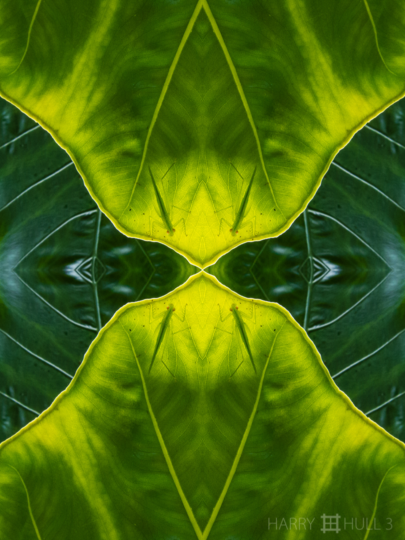 Leaf study with insect. Photo close-up of grasshopper (?) on anthurium leaf, Chan Chich Lodge, Belize.