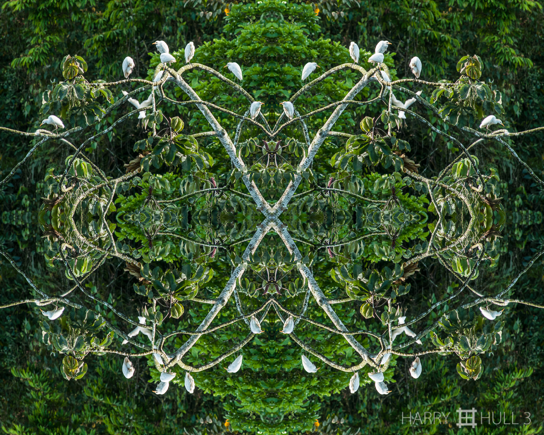 Egrets x-posed. Photo of cattle egrets on cecropia tree next to Laguna Zoncho, Finca Cantaros, San Vito, Costa Rica.