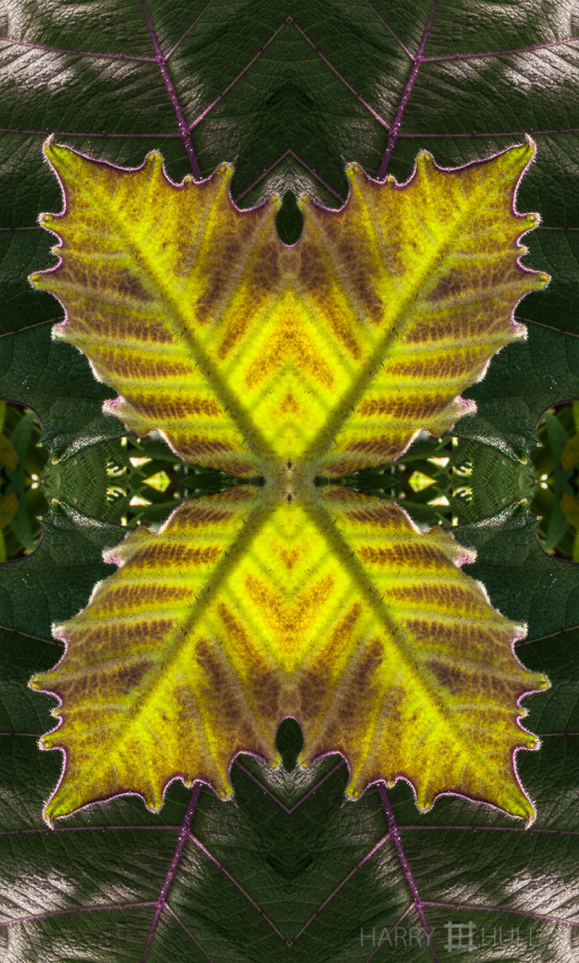 Leaf light: Naranjilla. Photo of new leaf emerging on Naranjilla plant, Finca Cantaros, San Vito, Costa Rica.