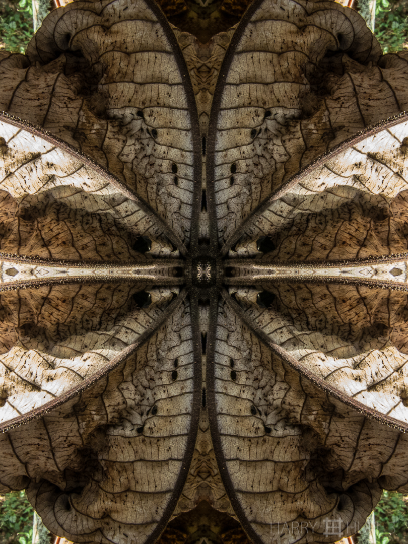 Dry leaf study. Photo close-up of dry Cecropia leaf, Talari Lodge, Costa Rica.