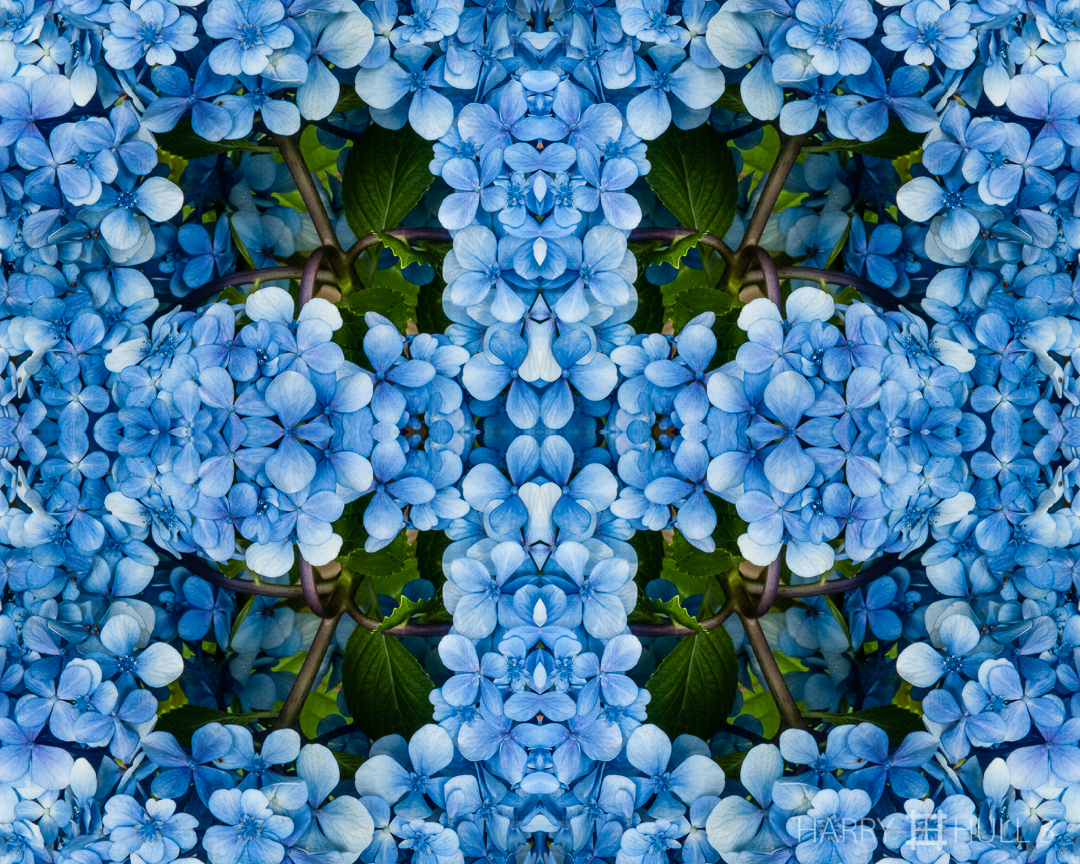 Hydrangea window. Photo close-up of Hydrangea flower cluster in the garden at Los Cusingos Bird Refuge, Costa Rica.