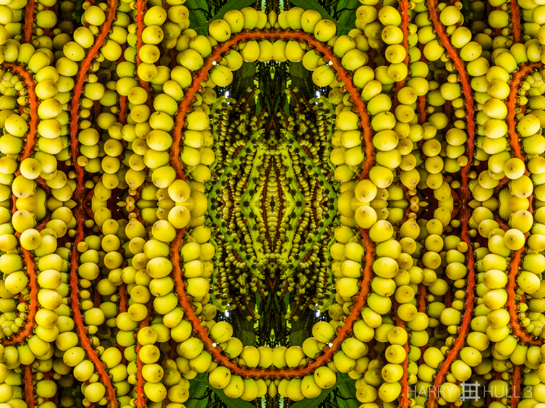 Jaws of life. Photo close-up of lipstick palm tree infructescence, Finca Cantaros, San Vito, Costa Rica.