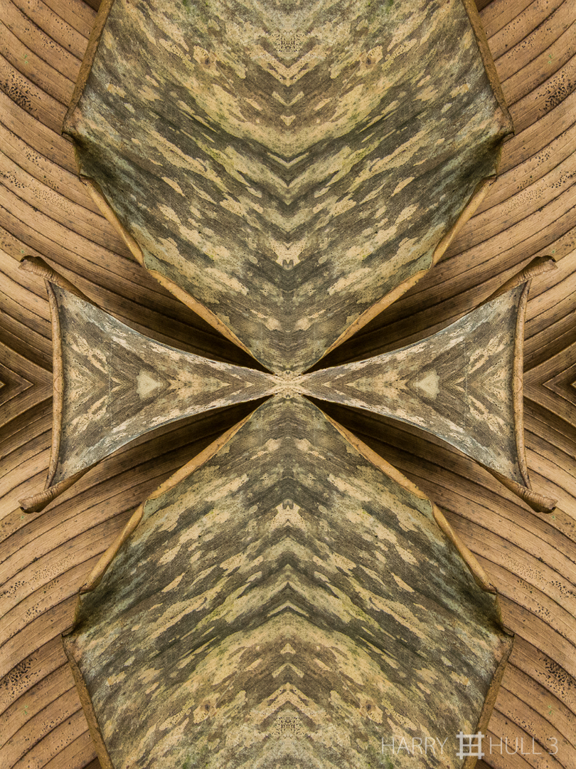 Leaf memorial. Photo close-up of dead palm frond, Paraiso de Heliconias, San Vito, Costa Rica.