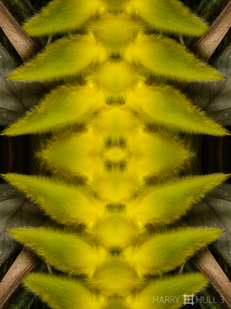 Hairy heliconia: view 1. Photo of Heliconia xanthovillosa bracts, Paraiso de Heliconias, San Vito, Costa Rica.