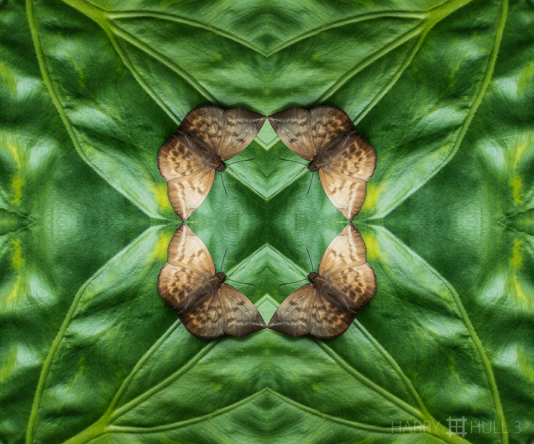 Moth quadrille. Photo of moth on leaf in private garden, Santa Elena de Heredia, Costa Rica.