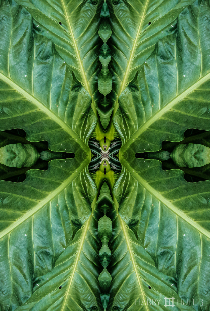 Leaf study: edges. Photo of tabacon leaves in private garden, Santa Elena de Heredia, Costa Rica.