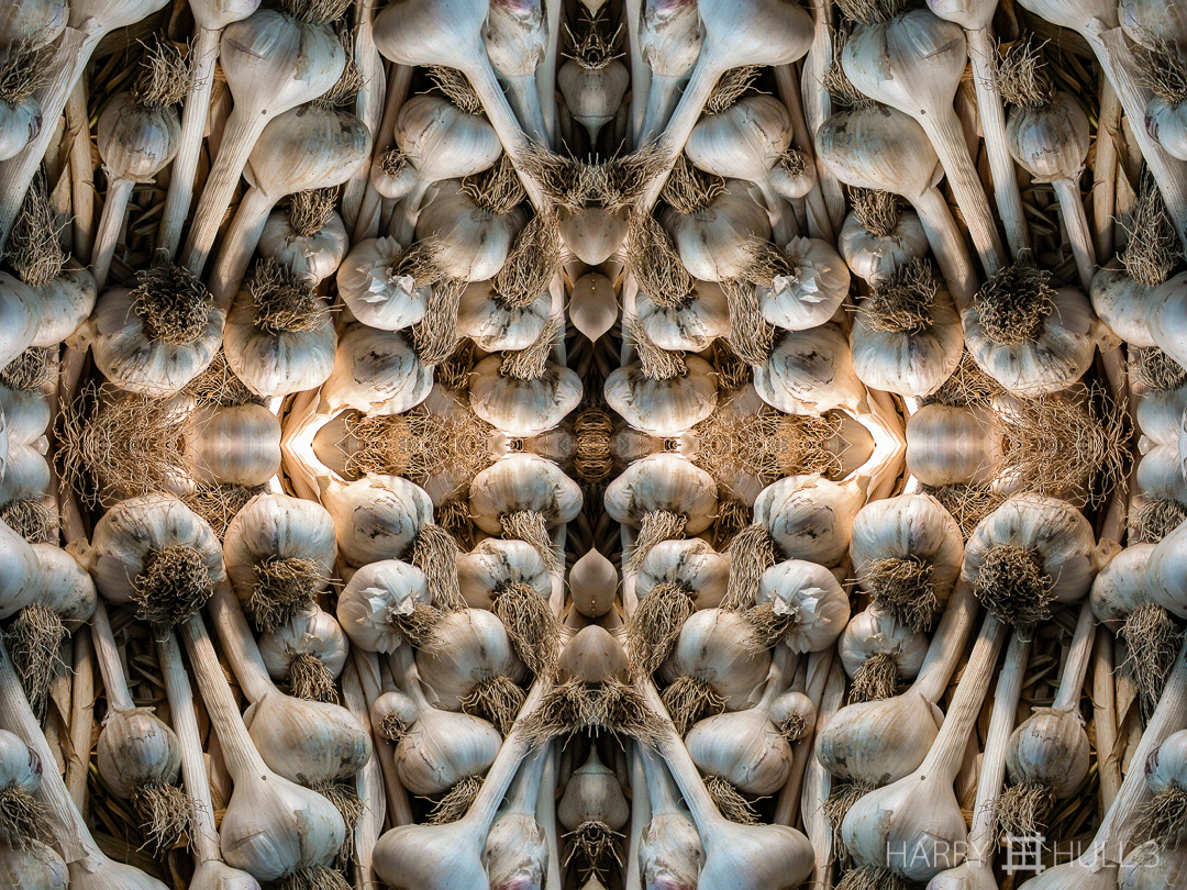 Vampire apotropaic trove. Photo of harvested garlic bulbs, Oz Farm, Point Arena, California.