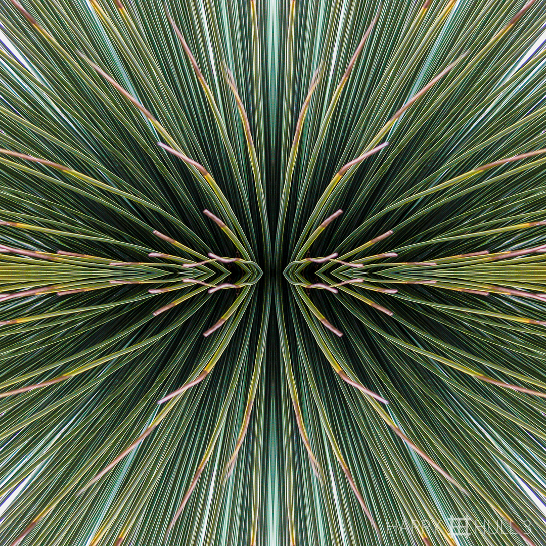 Op art agave. Photo of thin spikes of an agave in the Strybing Arboretum, Golden Gate Park, San Francisco, California.