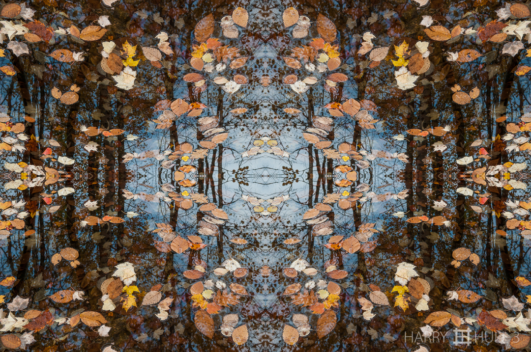 Leaf regatta. Photo of autumn leaves in small pond, Acadia National Park, Mount Desert Island, Maine.