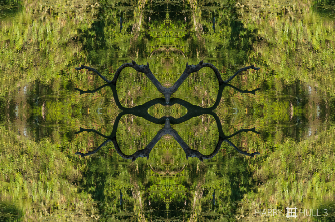 Limbs in the lake. Photo of fallen tree branch in Laguna Zoncho in early rainy season, Finca Cantaros, San Vito, Costa Rica.