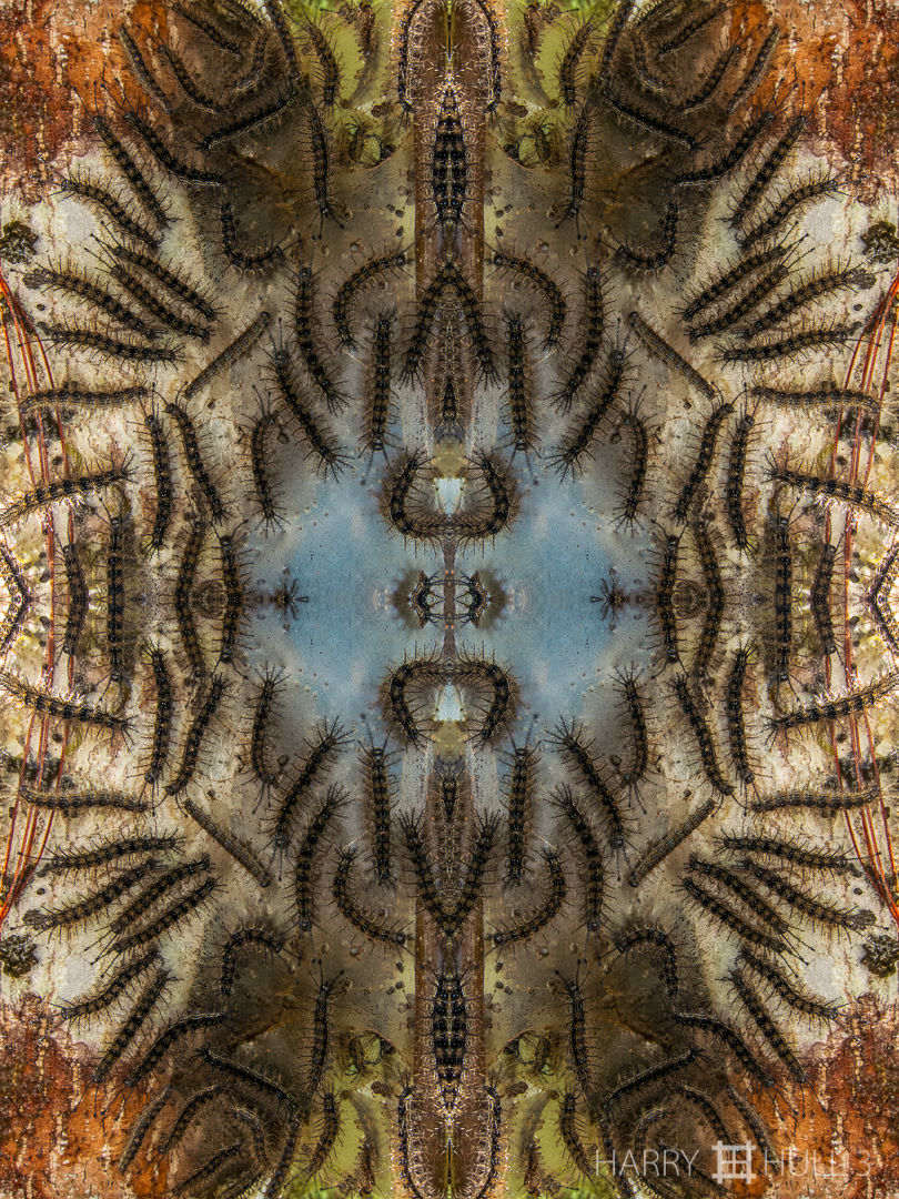 Caterpillar conclave: view 2. Photo of caterpillars near their nest on a tree in Finca Cantaros, San Vito, Costa Rica.