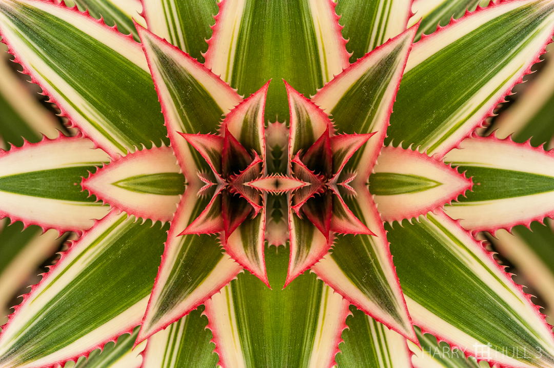 Barbed beauty: view 2. Photo of ornamental pineapple leaves (Ananas bracteatus "Tricolor"), Finca Cantaros, San Vito, Costa Rica.