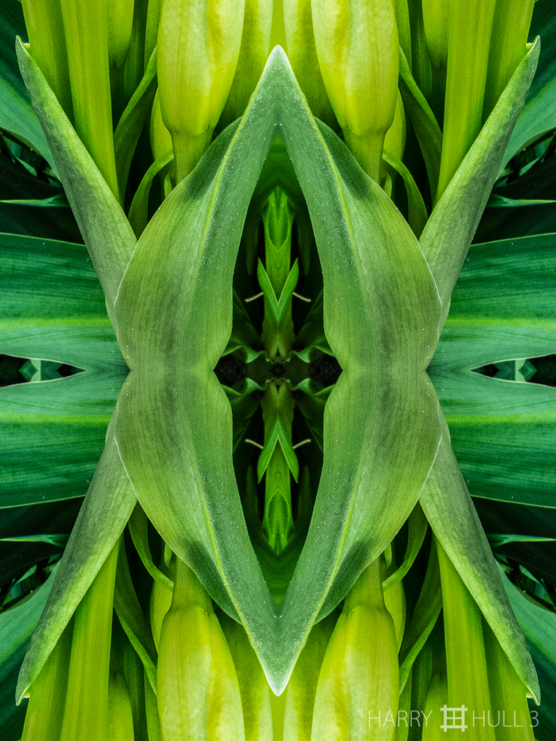 Deep throat: botany. Photo close-up of lily flower buds and stems, Finca Cantaros, San Vito, Costa Rica.