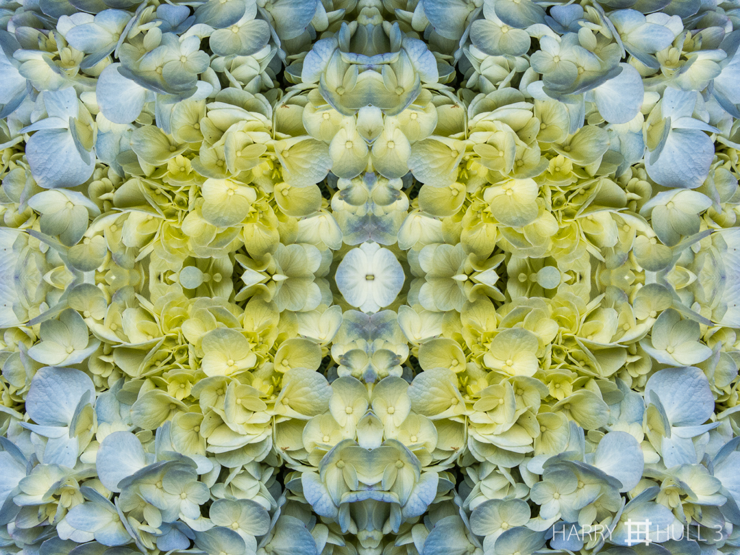 Proliferating petals. Photo close-up of Hygrangea flower cluster, Finca Cantaros, San Vito, Costa Rica.