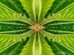Cycad amazement: expression 1 (Mandala-HH3_130425_0886C-Edit-2)