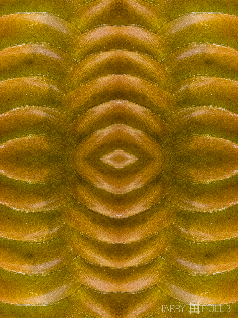 Crescent sandwich. Photo close-up of maranta inflorescence, Finca Cantaros, San Vito, Costa Rica.