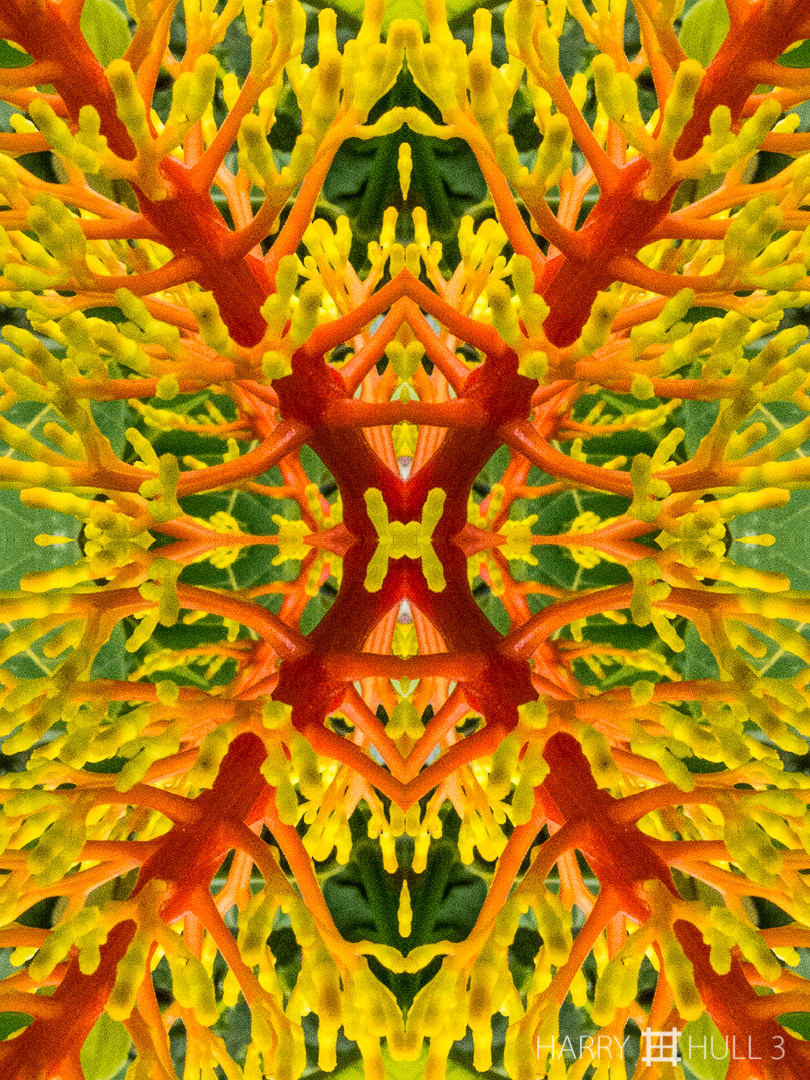 Vegetable coral. Photo close-up of Palicourea vaginata inflorescence, Finca Cantaros, San Vito, Costa Rica.