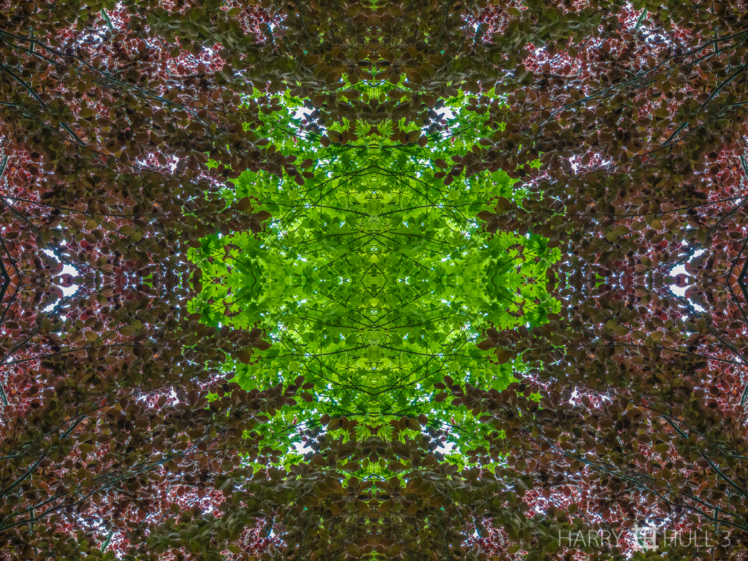 Spring greening. Photo of young green maple leaves next to a copper beech in spring, Manchester, Massachusetts.