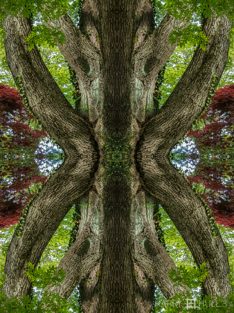 Arboreal patriarch. Photo of oak tree in spring, Manchester, Massachusetts.