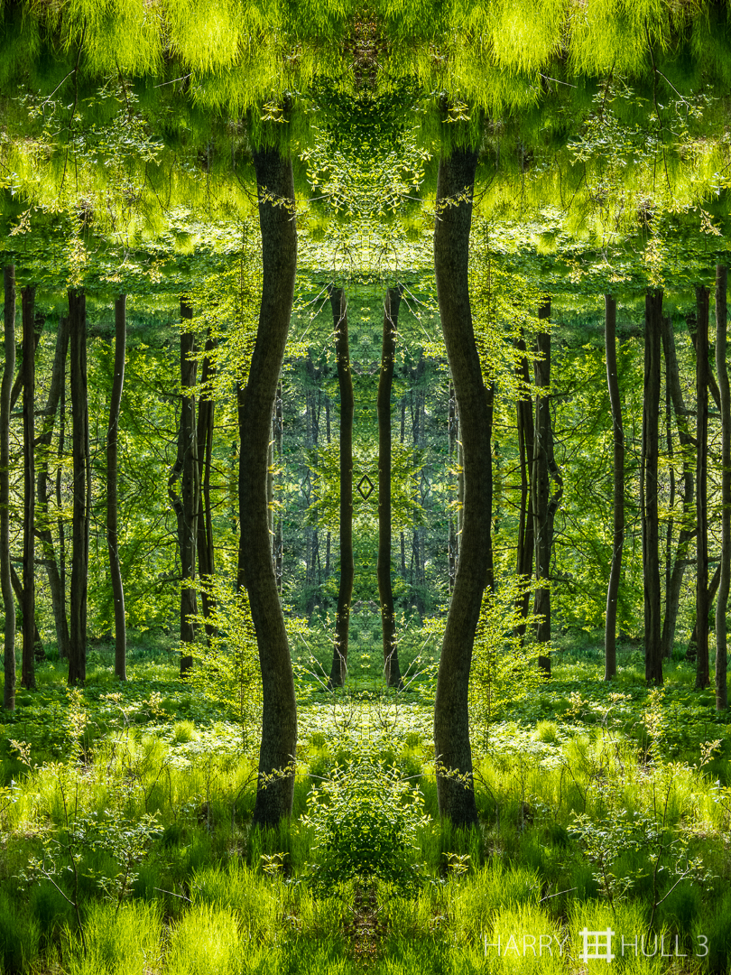 Gateway to Spring: forest. Photo of forest edge on Highland Avenue, Manchester, Massachusetts.