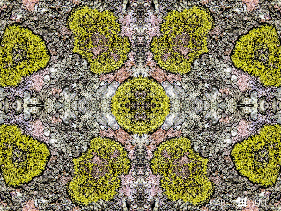 Lichen dynasty. Photo close-up of lichen on rock outcropping, Northern California.