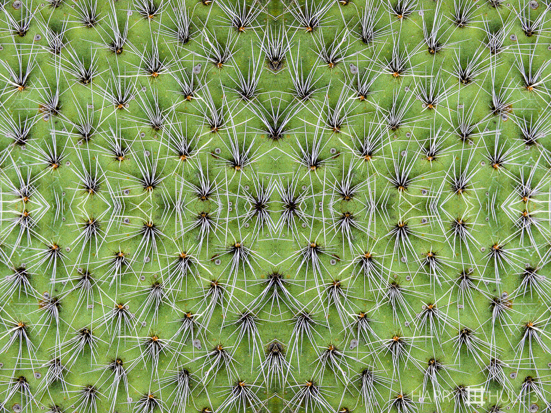 Spine dance. Photo close-up of cactus lobe, Strybing Arboretum, Golden Gate Park, San Francisco, California.