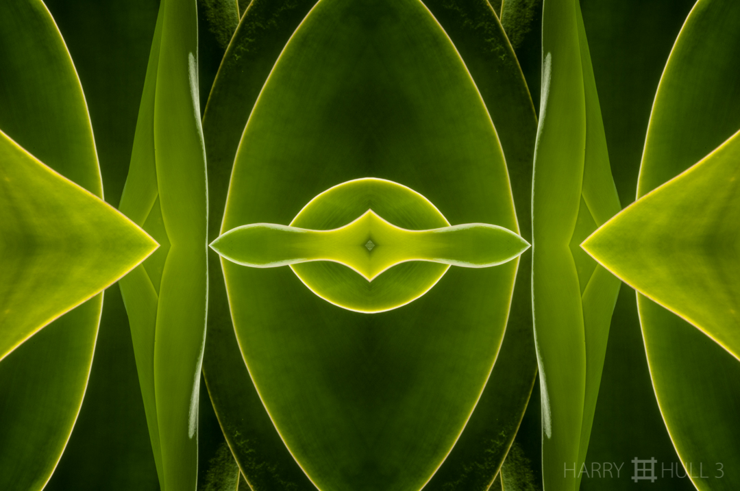 Agave glow. Photo close-up of leaves of the agave plant, Lankaster Gardens near Cartago, Costa Rica.