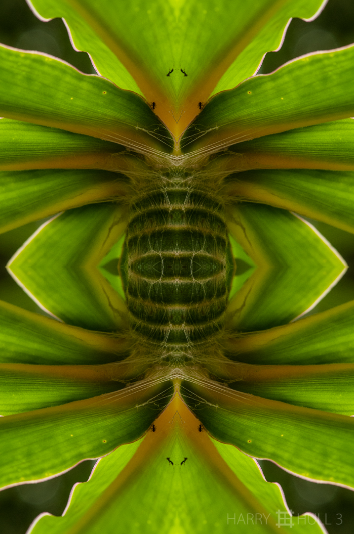 Botanical mechanics. Photo close-up of spiraling leaves of Costus plant, Finca Cantaros, San Vito, Costa Rica.