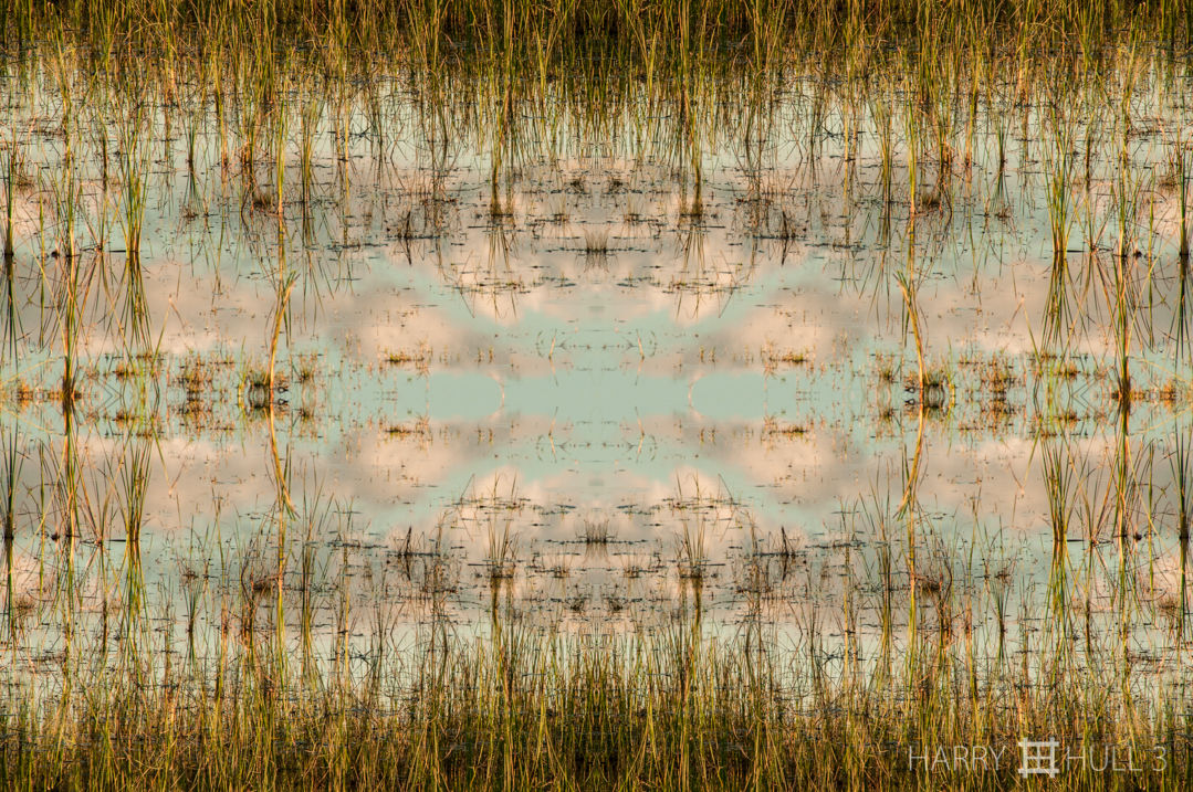 Marsh mellow. Photo of evening sky reflected in marsh edge, Fazenda Barranco Alto, Pantanal, Brazil.