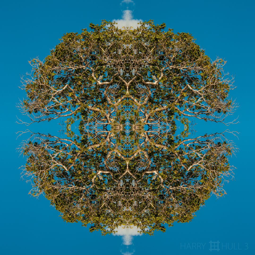 Tree sphere. Photo of the top of a tree along the Rio Negro, Pantanal, Brazil.