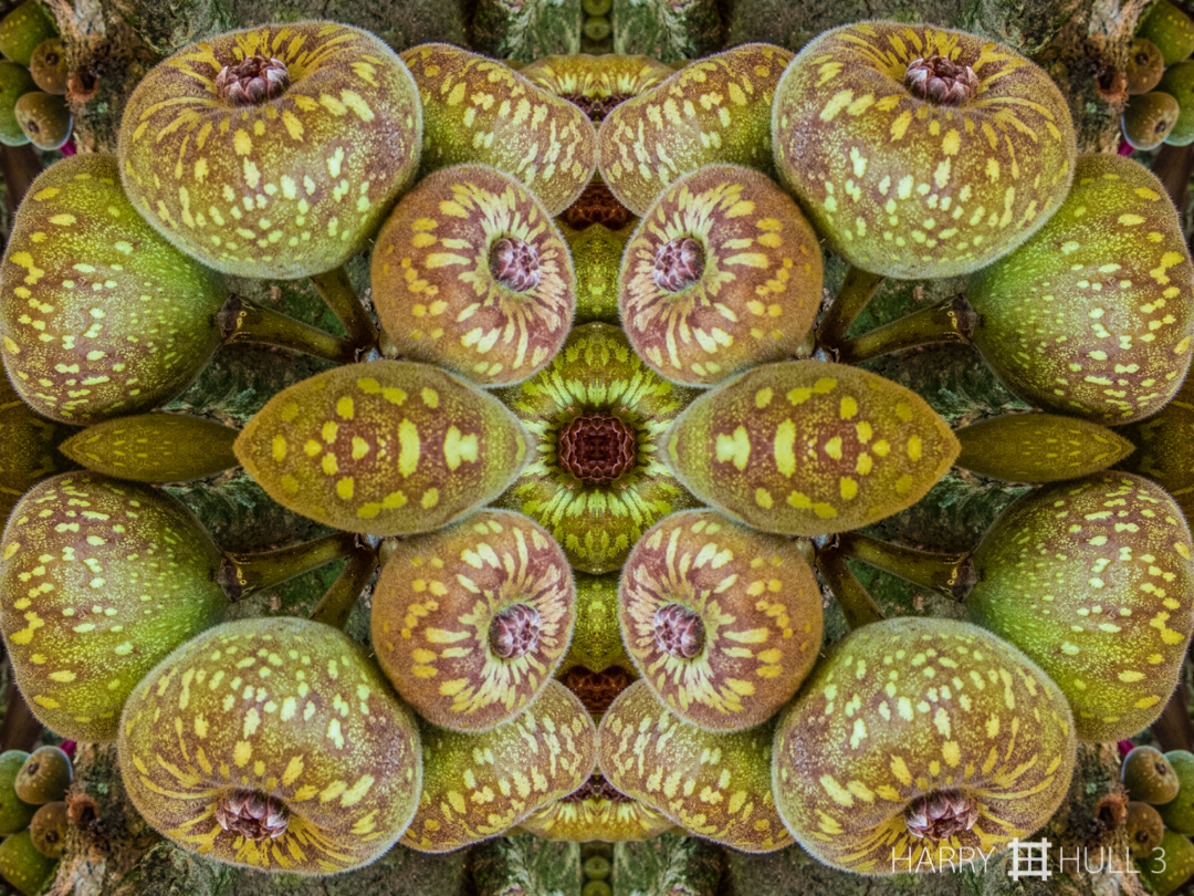 Figure eight. Photo of figs on a tree in Iguazu National Park, Argentina.