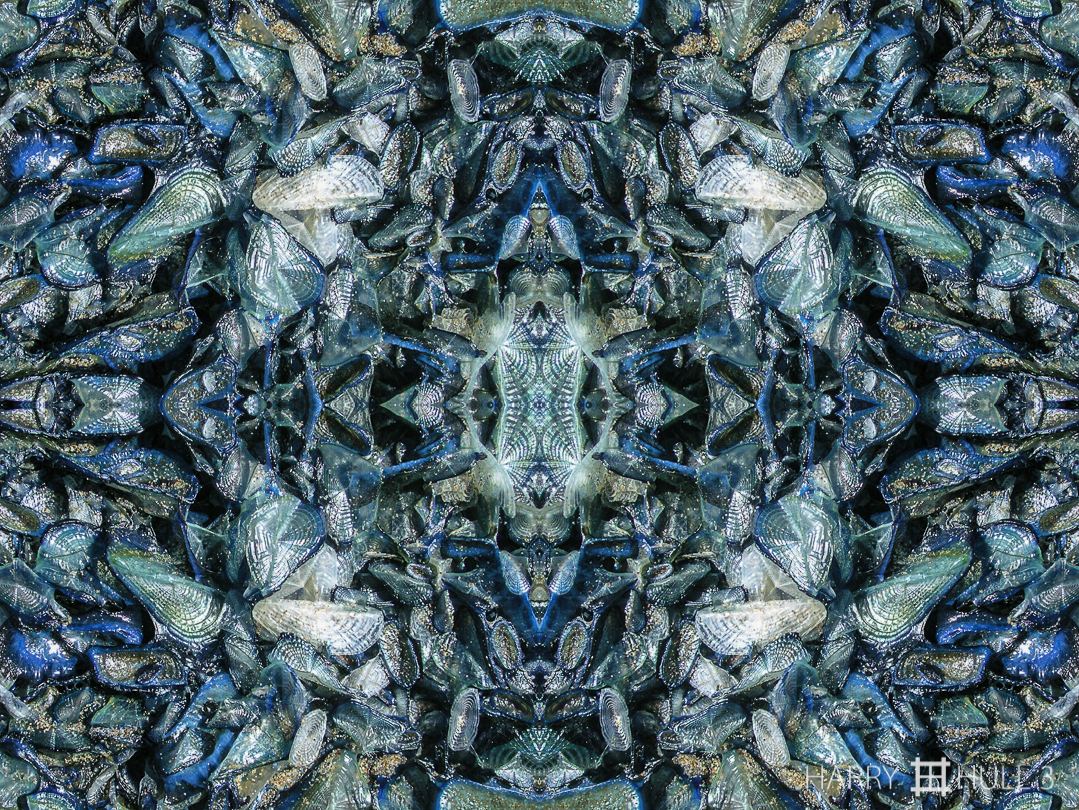 By-the-Wind Sailors on the beach. Photo of By-the-wind Sailors (Velella velella) washed ashore at Point Reyes National Seashore, California. Original photo by Gail H. Hull.