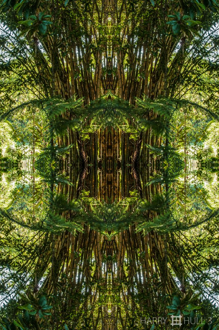 Bamboo sheaf. Photo of bamboo grove, Finca Cantaros, San Vito, Costa Rica.