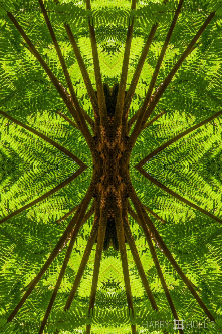 Fern light. Photo of tree fern where branches leave the trunk, Wilson Botanical Garden, Las Cruces Biological Station, San Vito, Costa Rica.