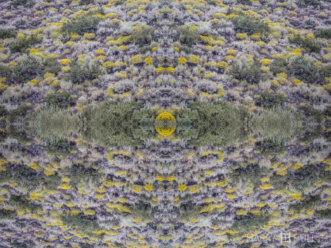 Sagebrush hypnosis. Photo of sagebrush near Mono Lake, Eastern Sierra Nevada, California.