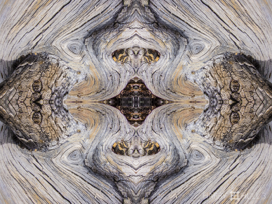 Wood whorls. Photo close-up of weathered log near the Rock Creek Trail, Eastern Sierra Nevada Mountains, California.