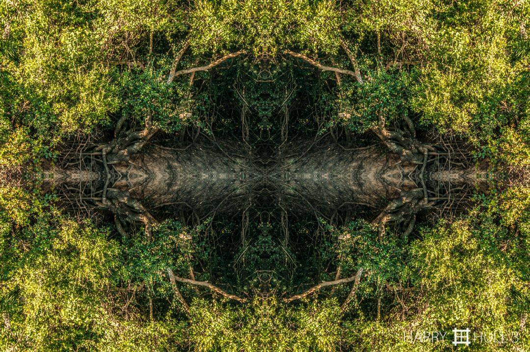 Forest opening. Photo of the river bank, Rio Negro, Pantanal, Brazil.