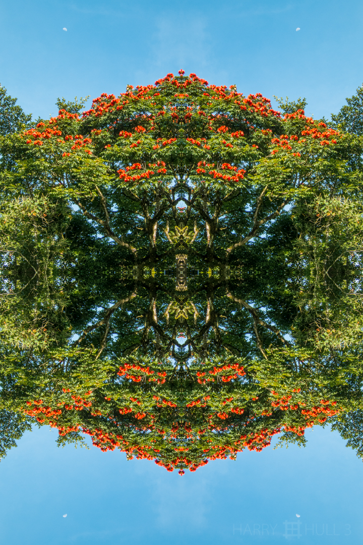 Red canopy with moon. Photo of top of flowering Flame of the Forest tree, Finca Cantaros, San Vito, Costa Rica. Unfortunately, this lovely tree is a very invasive, non-native tree.