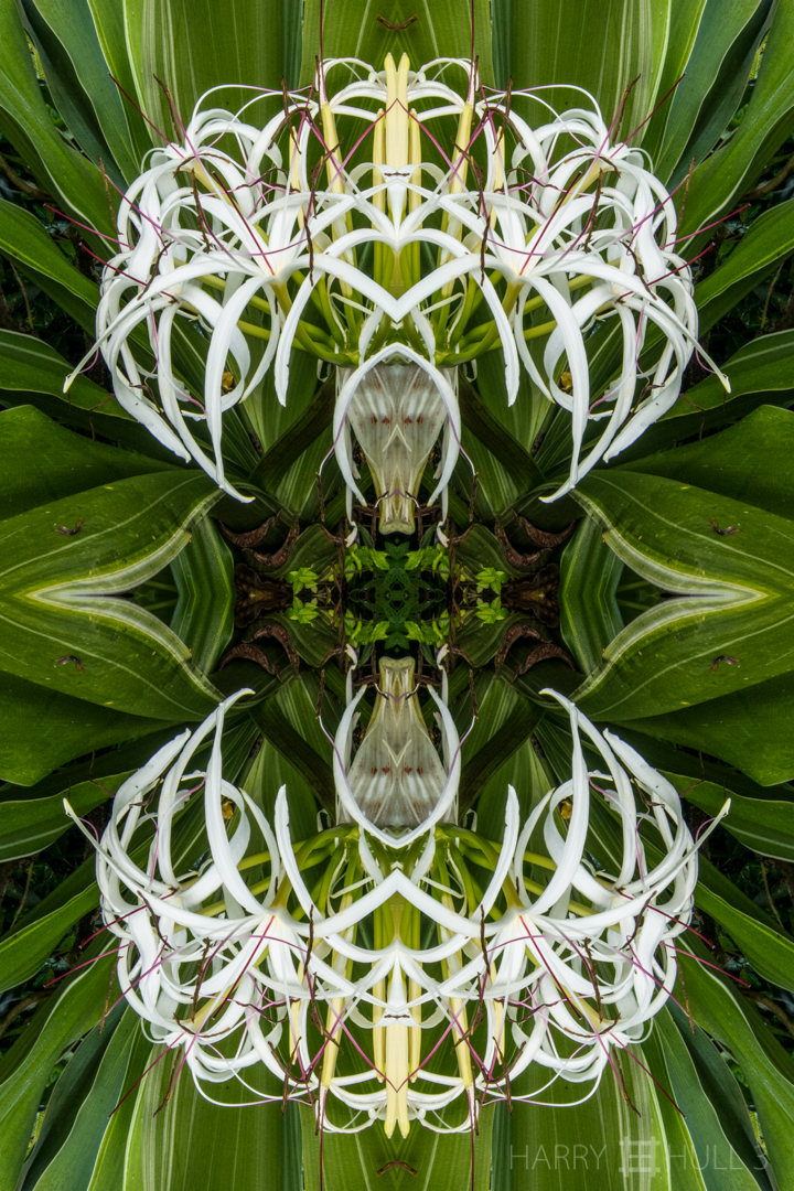 Lily structures. Photo of Spider Lily (Crinium), Finca Cantaros, San Vito, Costa Rica.