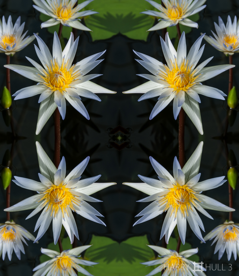 Flower dance. Photo of water lilies in the San Francisco Conservatory of Flowers, Golden Gate Park, San Francisco, California.