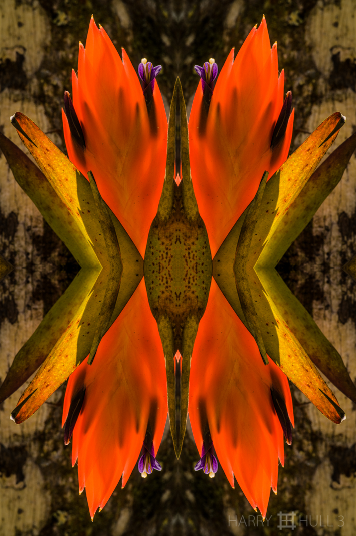 Flaming heliconia. Photo close-up of heliconia inflorescence with flower, Lankaster Gardens, Costa Rica.