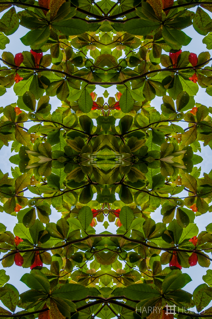 Canopy greens & red. Photo of leaves of a beach almond tree (Terminalia catalpa), a non-native tree at Manuel Antonio National Park, Costa Rica.
