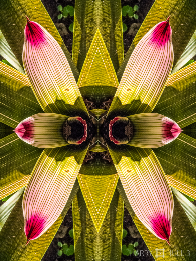 Leaf stripes. Photo of bromeliad leaves, Finca Cantaros, San Vito, Costa Rica.