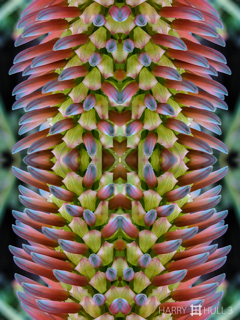Floral column. Photo of Tilt Head Aloe flowers (inflorescence of Aloe speciosa), Stinson Beach garden, California.