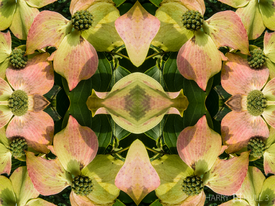 Summer Dogwood. Photo of leaves and seed pods of a Dogwood tree, Essex, Massachusetts.