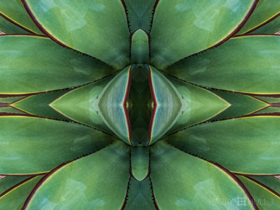 Agave revealed. Photo of agave plant, Denver Botanic Garden, Denver, Colorado.