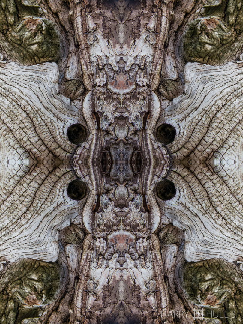 Bark portraits. Photo close-up of very old bonsai pine tree, Denver Botanic Garden, Denver, Colorado.