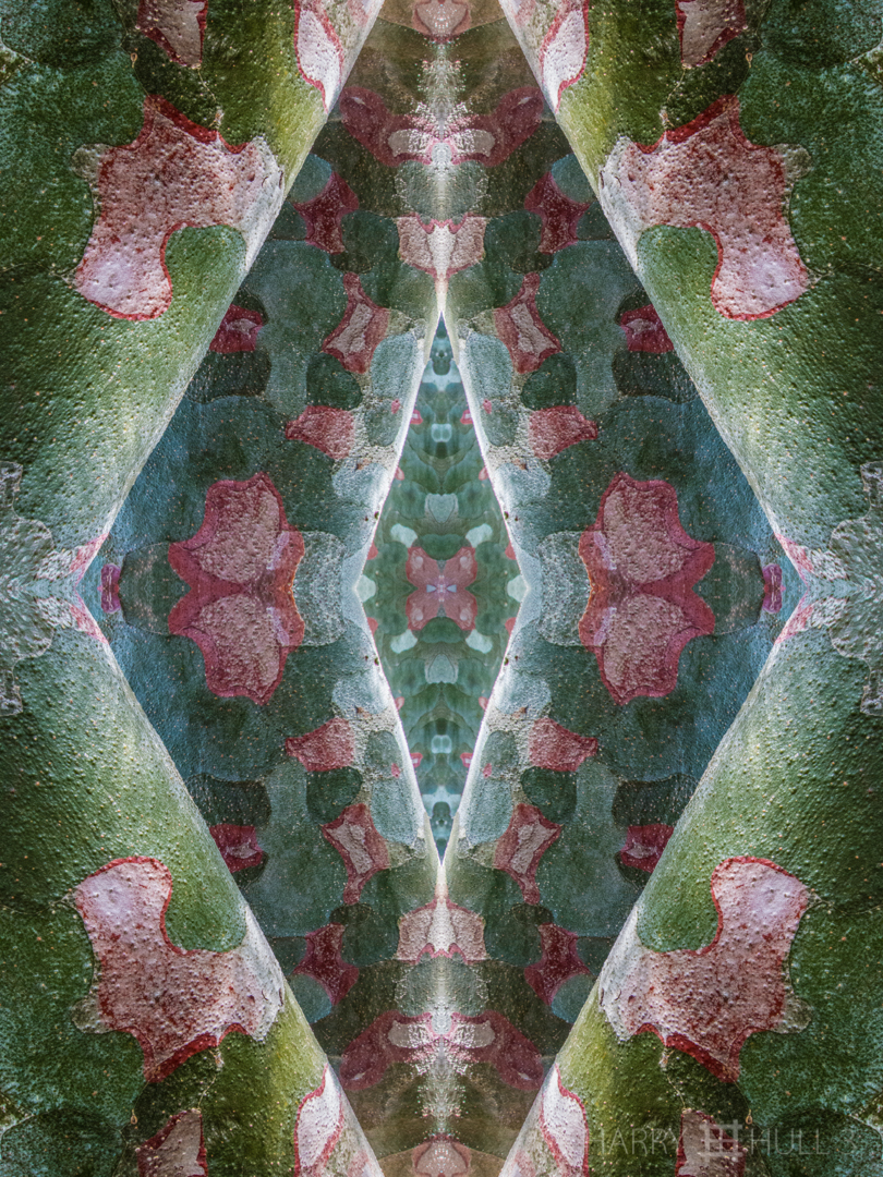 Camouflage geometries. Photo of the bark of a Lacebark Pine (Pinus bungeana), Denver Botanic Garden, Denver, Colorado.